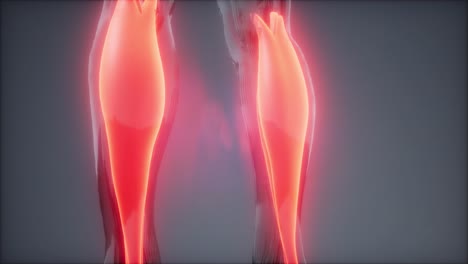 gastrocnemius- visible muscle anatomy map