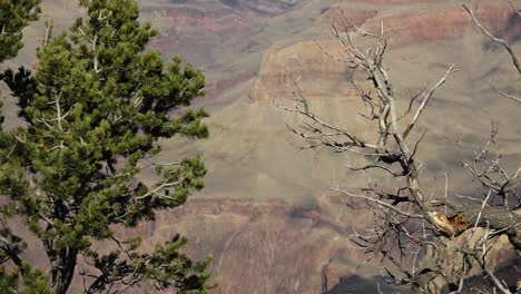 a slow pan of vegetation at the grand canyon: one dried out and dead, the other an alive, vibrant plant