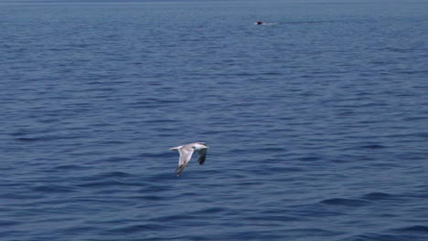 Möwe-Fliegt-Schnell,-Neben-Einer-Fahrenden-Fähre-120fps