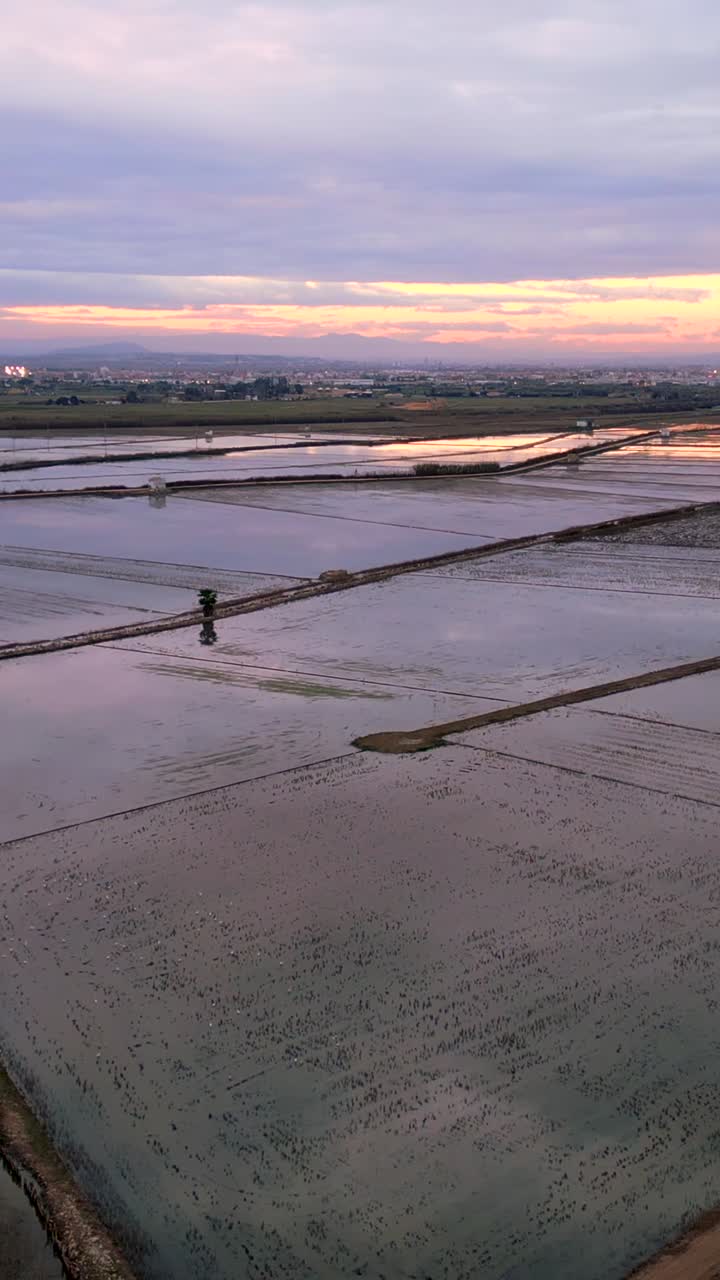 Aerial View of Rice Fields at Sunset