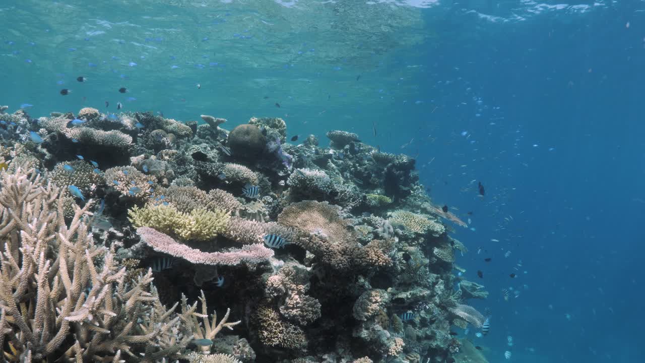 una vista de buceadores nadando sobre un ecosistema de arrecife de coral de colores vibrantes cubierto de cardúmenes de peces tropicales