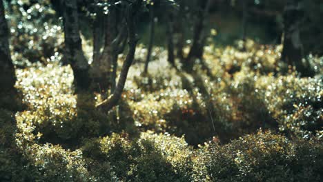 a dense carpet of blueberry shrubs backlit by the low sun covers the forest floor