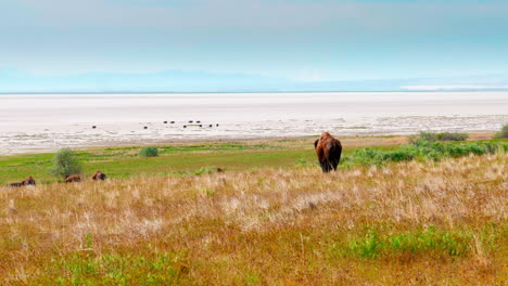 Un-Búfalo-Uniéndose-A-Una-Manada-De-Búfalos-O-Bisontes-Mientras-Caminan-En-Un-Prado-Verde-Con-Sus-Hijos-En-Primavera