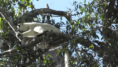 two-white-sifakas-foraging-in-tree-canopy,-medium-shot-view-from-below