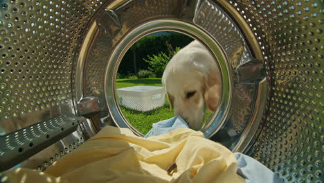 dog exploring a washing machine