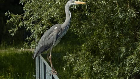 grey heron waiting on a metal fence inside a pond, elongating its neck, waiting for the best fish to catch