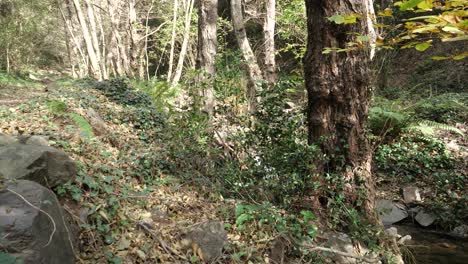 montseny 산의 숲에서 빠른 강