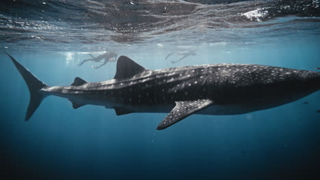 las partículas de luz brillan en el agua como el tiburón ballena en cámara lenta nada en la superficie del océano azul profundo