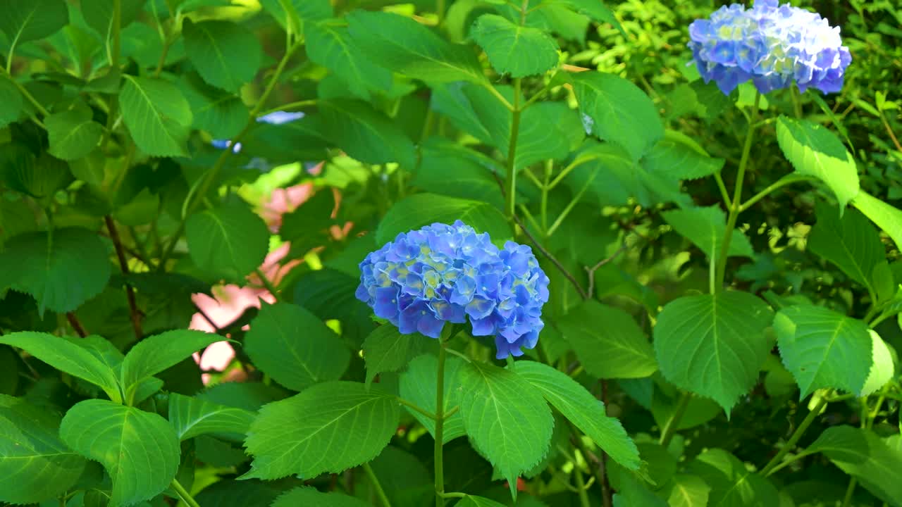 hermosa flor de hortensia azul vibrante ondeando suavemente en el viento contra la vegetación