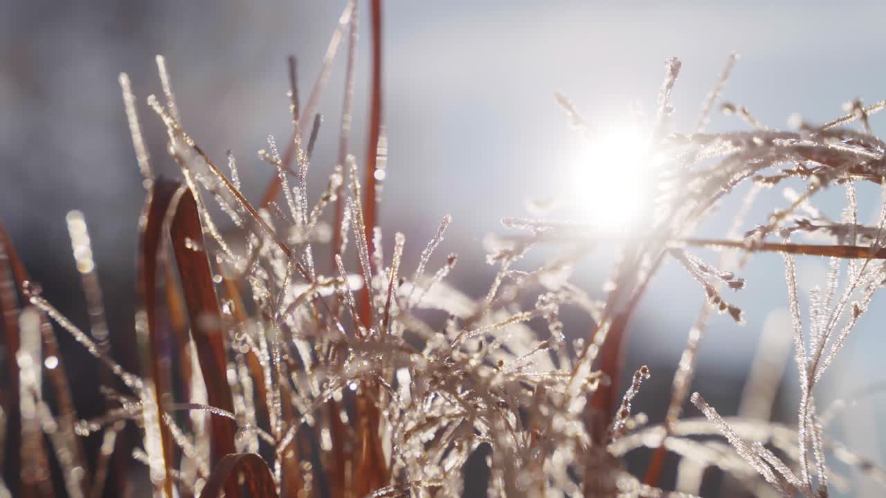 Close up of Frozen Grass
