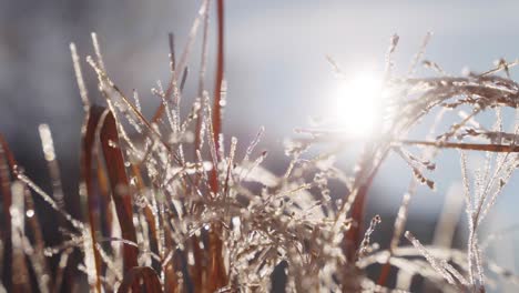 close up of frozen grass