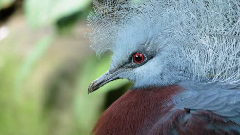 close up shot of southern crowned pigeon in profile looking around