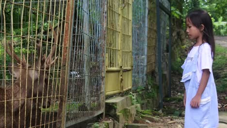 little girl feeds the deer in the iron cage at the animal farm