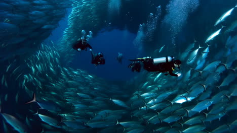 scuba divers immersed in a swirling school of fish