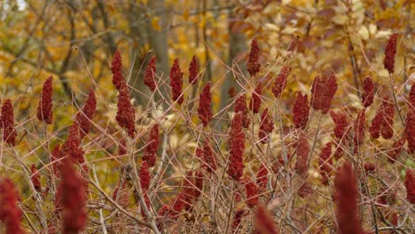 Black-capped-Chickadee-wandering-among-Sumac-trees