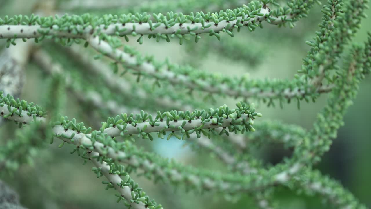 세라리아 나마 ⁇ 시스 식물 에서 더 가까운 시야 와 왼쪽 측면 트럭 카메라 움직임