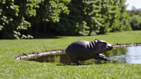 baby hippo running towards pond