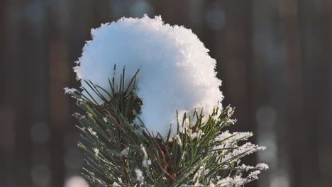 Pine-forest-in-winter