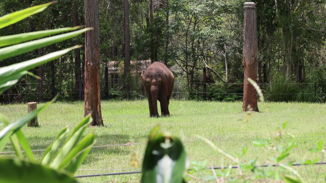 un elefante solitario camina a través de un bosque exuberante.