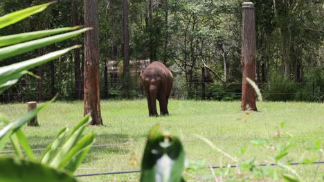 a solitary elephant walks through a lush forest clearing.