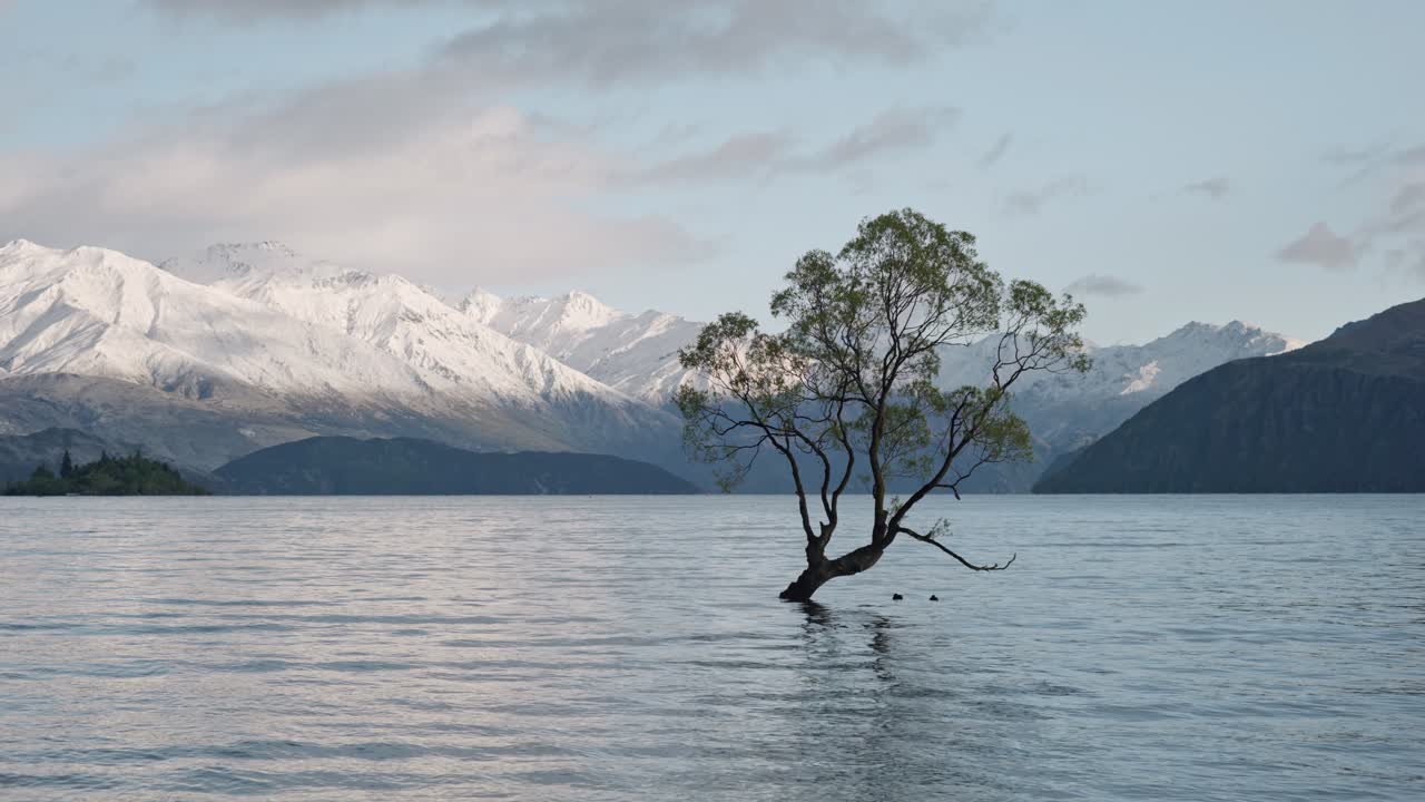Locked-off shot of the Wanaka Tree in still water just after sunrise, backed by fresh snow on the peaks and soft clouds in the clear morning sky