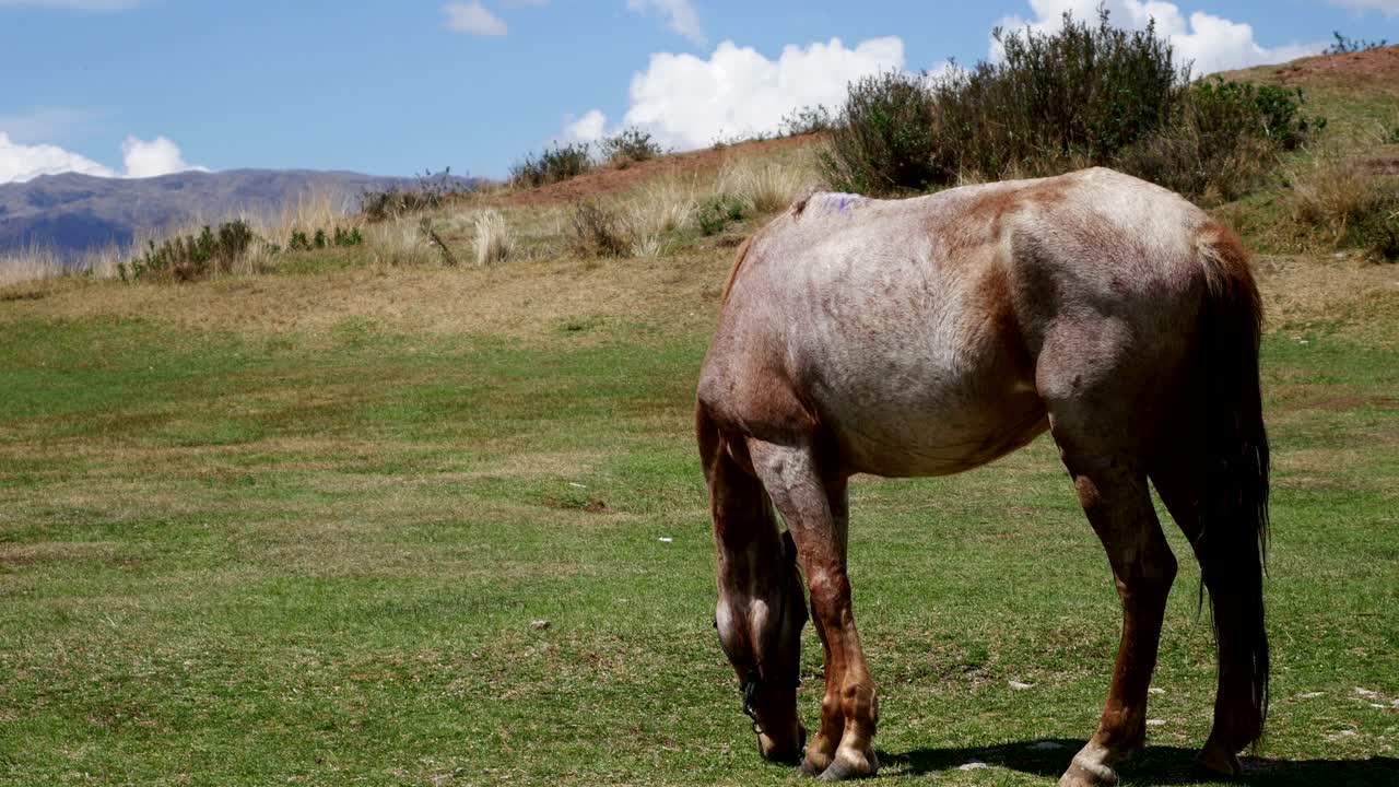 caballo pastando en el pasto de montaña. hermoso paisaje rural