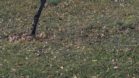 El-Viento-Sopla-A-Través-Del-Césped-Verde-Con-Un-Solo-árbol-Delgado-Y-Doblado.