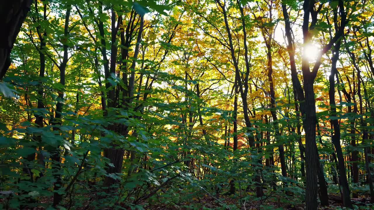 Low-angle video capturing sunlight filtering through dense forest canopy, highlighting vibrant green