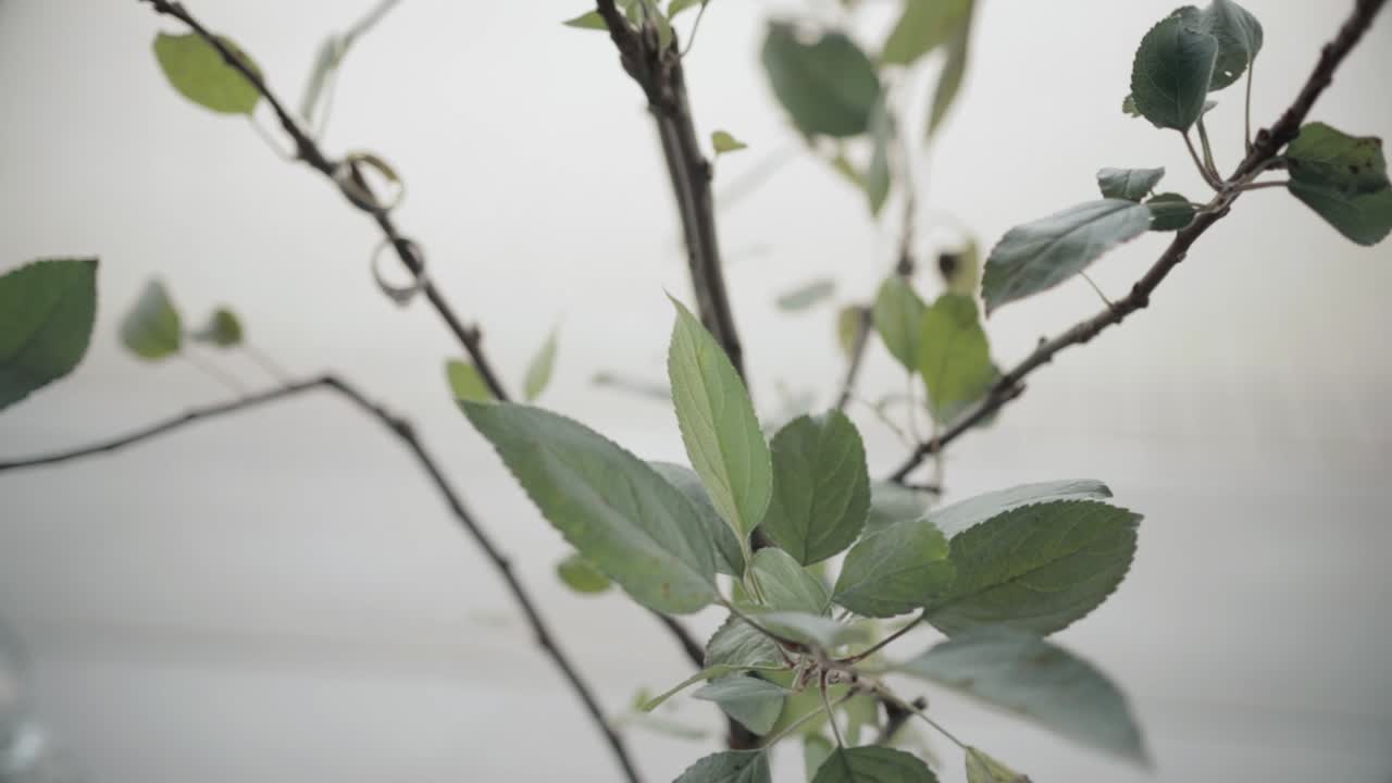 Rack focus from blurry to green leaves on a small tree with slight wind movement