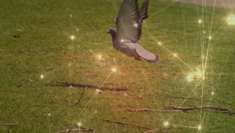 pigeon flying over grass with glowing network connections animation