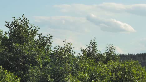 green foliage of trees blown by wind