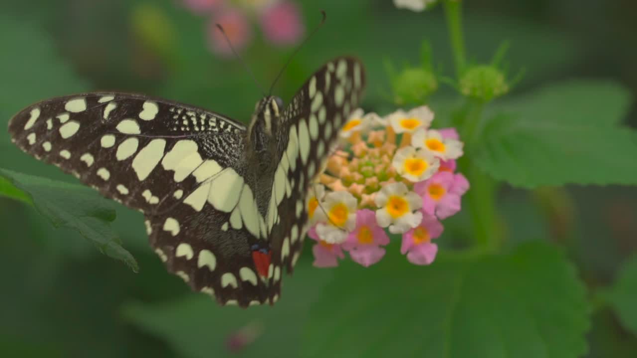 Macrofotografia di una farfalla in bianco e nero posata su un fiore in fiore in cerca di nettare