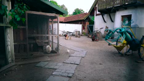 Huhn-Oder-Henne-Auf-Einem-Herumlaufenden-Bauernhaus
