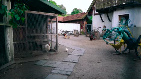 chicken or hen on a farmhouse roaming around