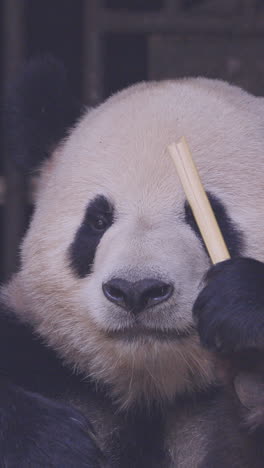a close up of a panda eating in vertical