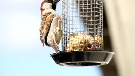 gorrión en el jardín de la casa comiendo comida de la jaula de alimentación y se va volando