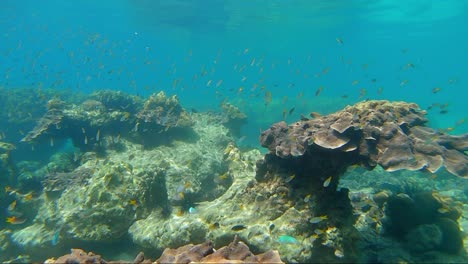 Tauchen-In-Den-Wunderschönen-Gewässern-Thailands,-Vielfalt-Der-Ozeane---Unter-Wasser