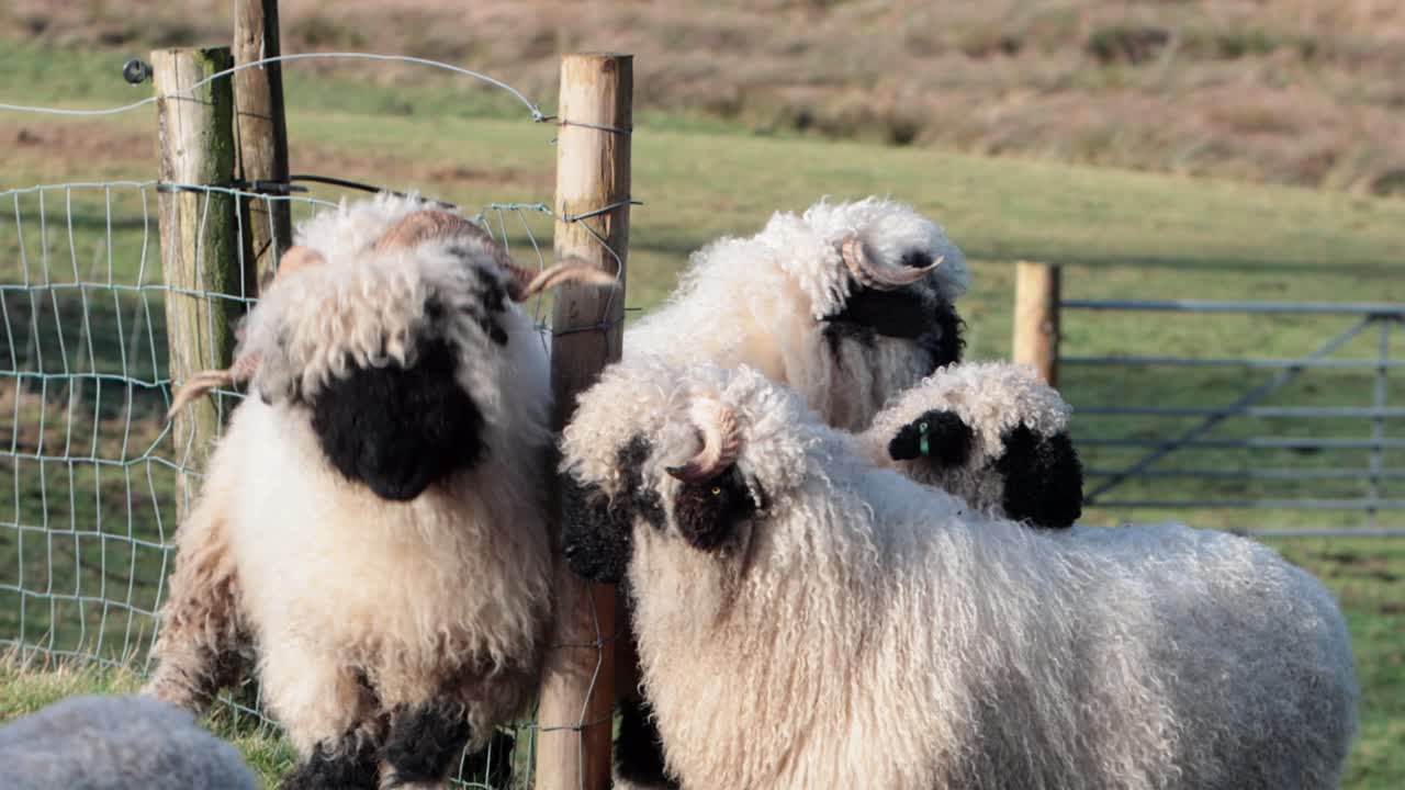 Sekelompok kecil Domba Hidung Hitam Valaise. Ras ini berasal dari daerah pegunungan Valais di Swiss. Musim dingin. Wales