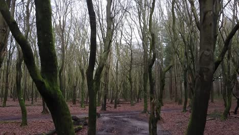 Flying-up-with-a-drone-in-a-forest-with-leafless-trees