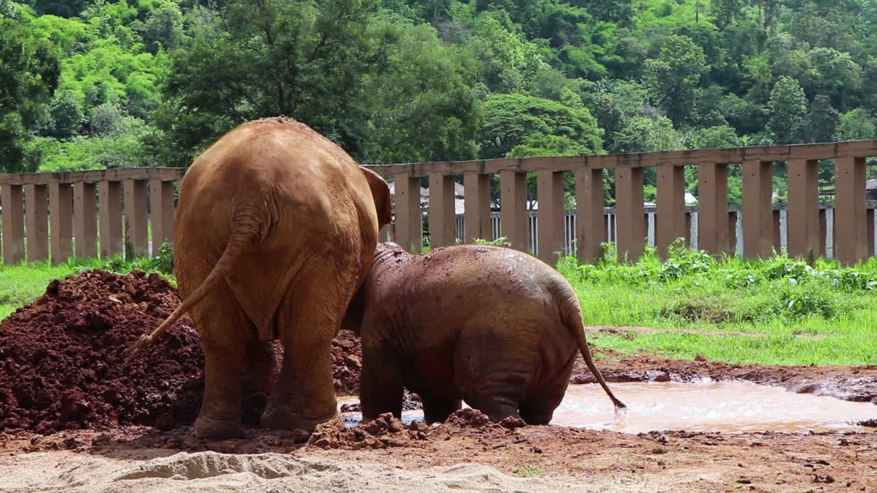 느린 동작으로 자신에게 흙을 던지는 코끼리