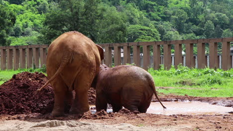 elephants flinging dirt on themselves in slow motion