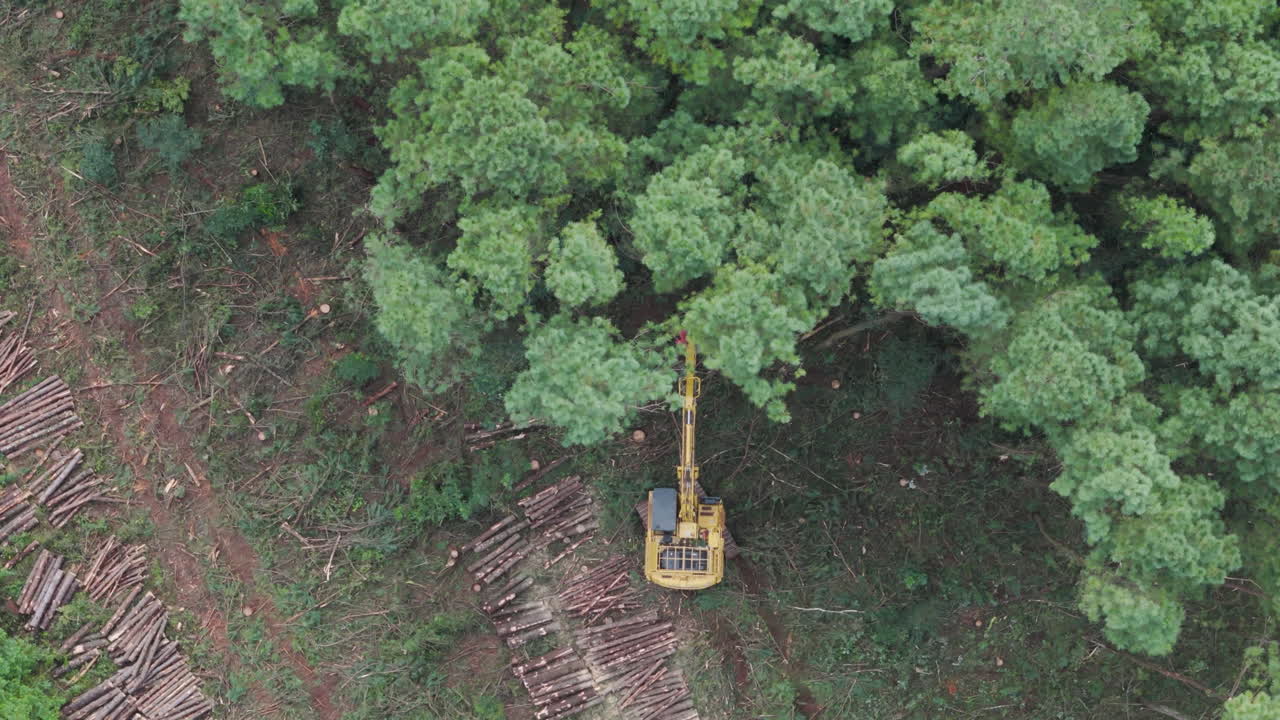 Tree falls down as it is cut by the feller buncher harvester