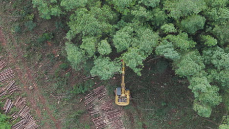 Tree-falls-down-as-it-is-cut-by-the-feller-buncher-harvester