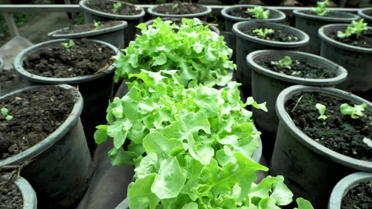 Plantación orgánica y sostenible de lechugas rojas y verdes, dentro de un invernadero sin pesticidas.