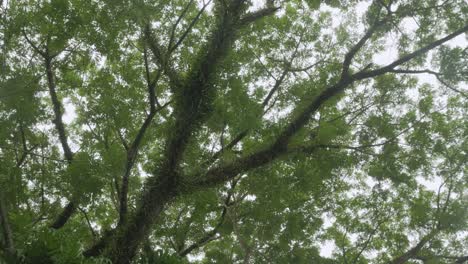 view of the tops of the trees of