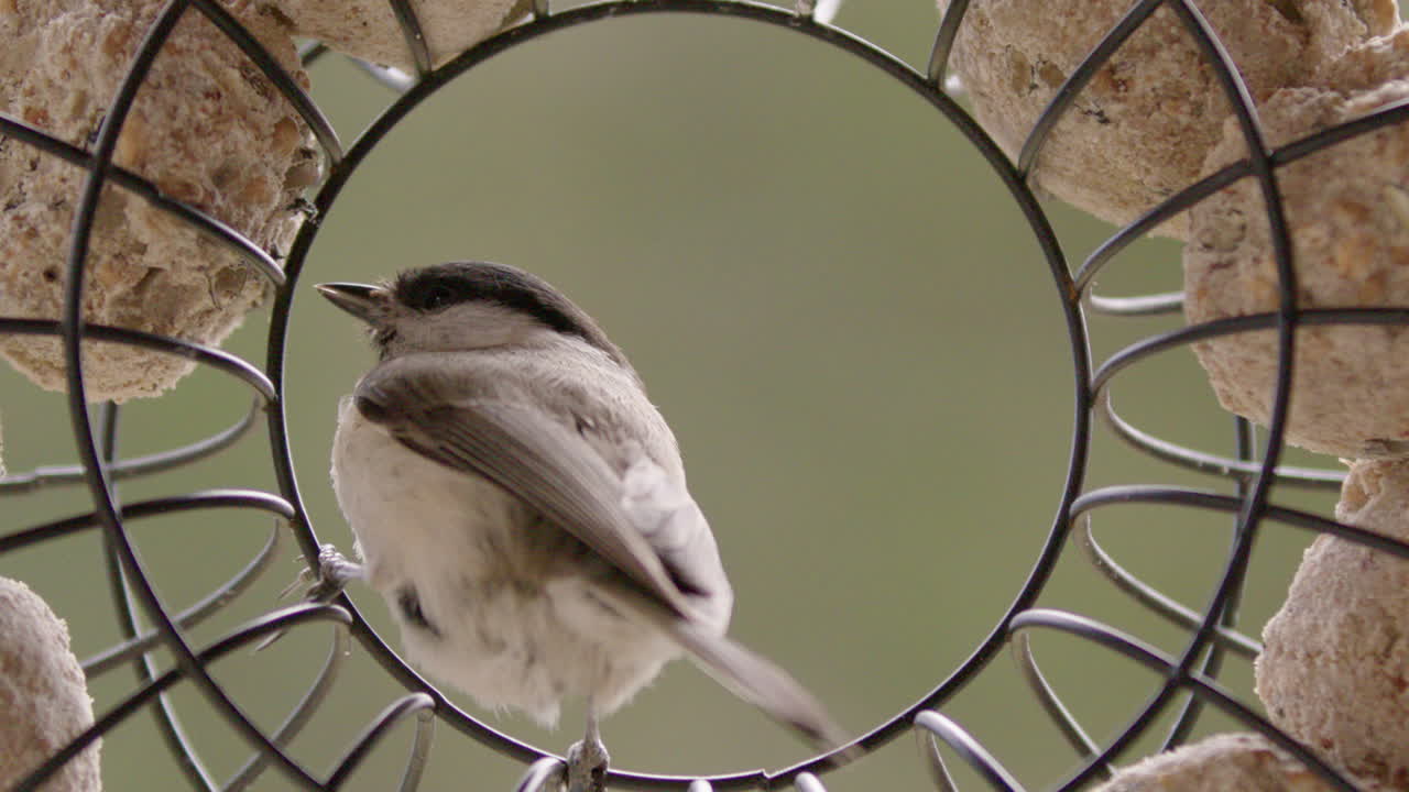 carbonero de cabeza negra picoteando bolas gordas en el comedero, cámara lenta, visto desde atrás