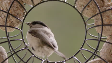 Black-capped-chickadee-pecking-at-fat-balls-in-feeder,-slowmo,-seen-from-behind