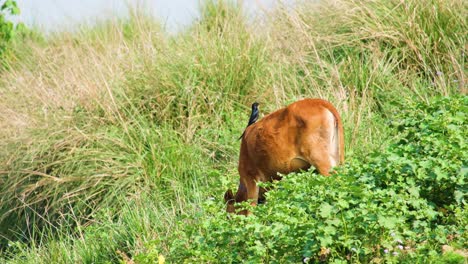 A-drongo-bird-perches-on-a-grazing-cow,-picking-off-parasites-to-maintain-the-cow's-health-and-hygiene