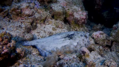 flowery flounder swimming onto reef ledge