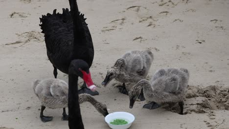 swan with cygnets eating from a bowl on sand